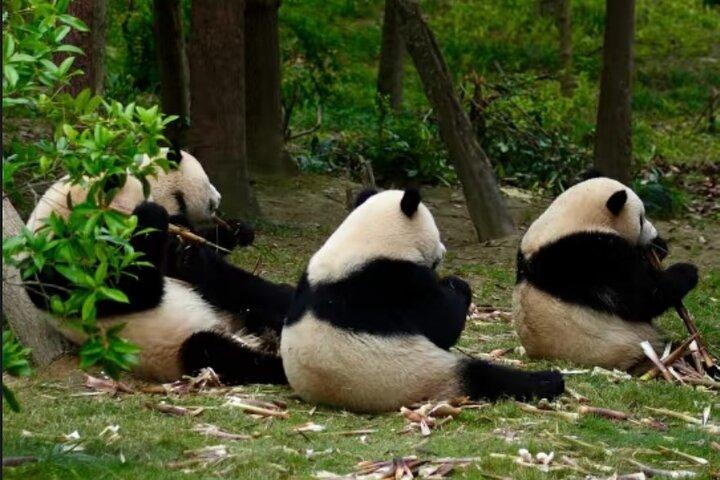 Chengdu Panda Base Half-Day Tour Optional Sichuan Opera Face