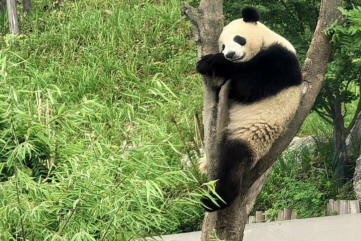 Chengdu Panda Base Half-Day Tour Optional Sichuan Opera Face