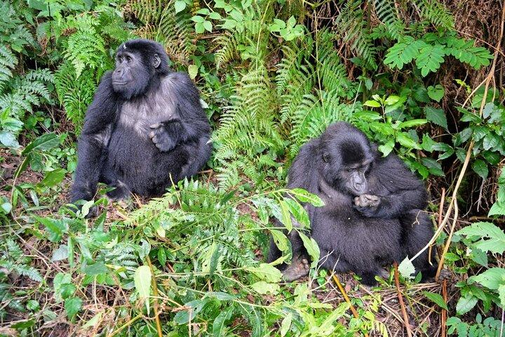 3 dias de trekking de gorilas em Uganda e macacos dourados em Rwanda