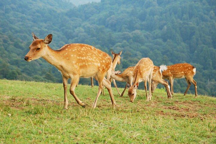 Nara: Escursione sul Monte Wakakusa e incontro con cervi selvatici e vagabondi