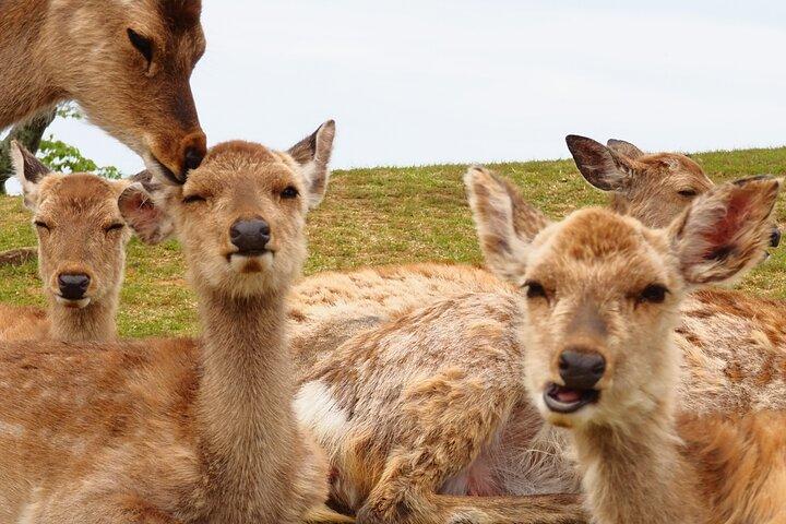 Nara: Escursione sul Monte Wakakusa e incontro con cervi selvatici e vagabondi