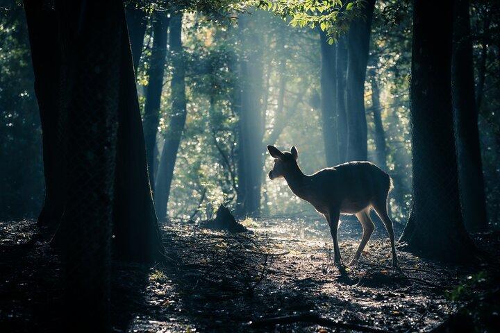 Nara: Heiliger Morgen Spaziergang mit Hirsch im Nebel