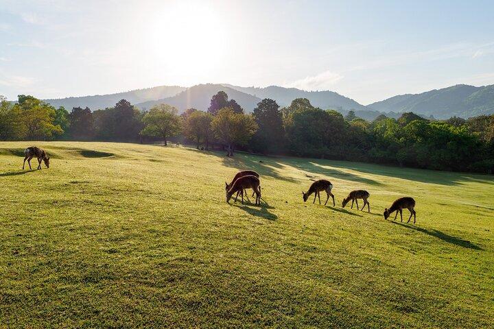 Nara: Heiliger Morgen Spaziergang mit Hirsch im Nebel