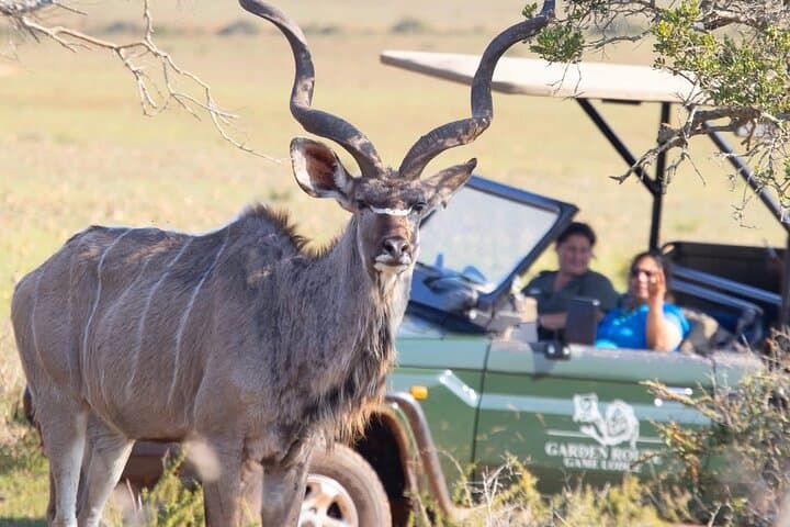 From Cape Town 2 Day Safari at Garden Route Game Lodge