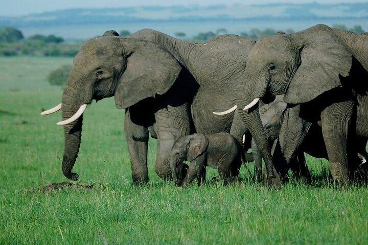 3 Days Maasai Mara Great Migration Guided Safari from Nairobi