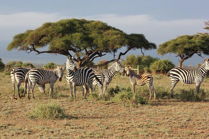 3 Days Maasai Mara Great Migration Guided Safari from Nairobi