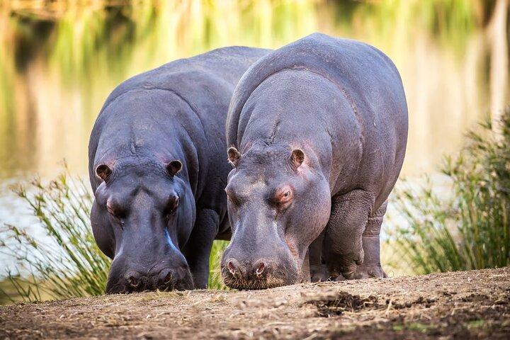 5 Day Garden Route Road Trip au départ de Cape Town Addo Safari Caves