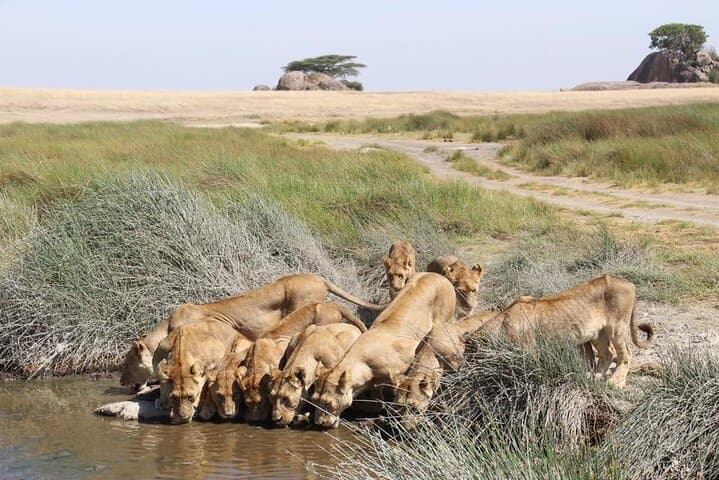 Nairobi Highlights Shared Day Tour by 4WD