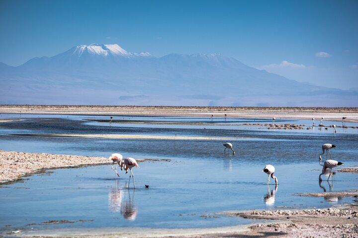 Piedras Rojas und Altiplano Lagoons Tour von San Pedro