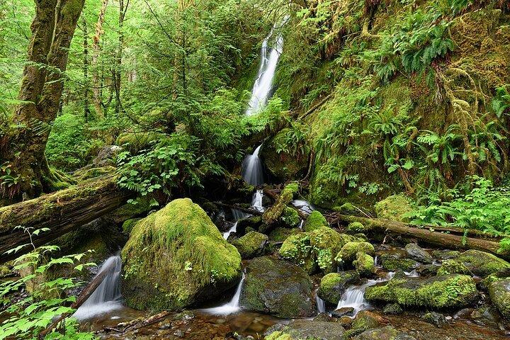 De Seattle Rainforest e Parque Nacional Olímpico Highlight