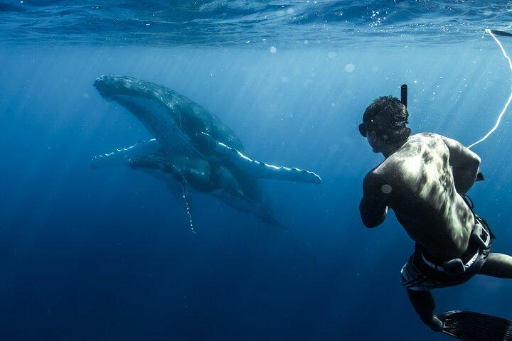 Tour compartido de medio día de observación y natación de ballenas Moorea