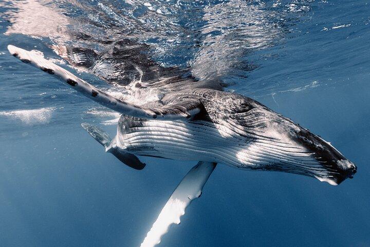 Tour compartido de medio día de observación y natación de ballenas Moorea