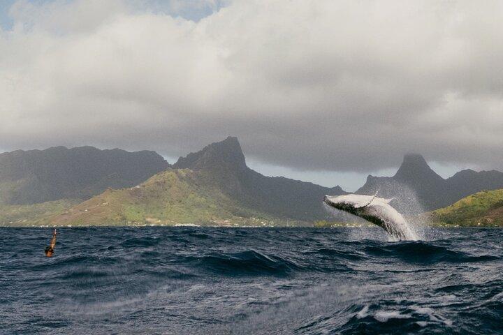 Tour compartido de medio día de observación y natación de ballenas Moorea
