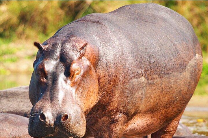 2 Tage Hluhluwe Wildreservat & Isimangaliso Feuchtgebiete ab Durban