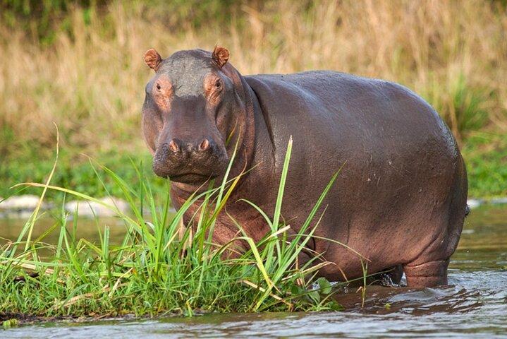 Hluhluwe Game Reserve e Isimangaliso Safari di 2 giorni da Durban
