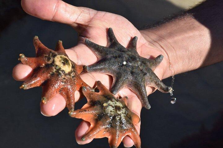 Melbourne: Hoteller i nærheden af Wilson Promontory National Park Day Tours