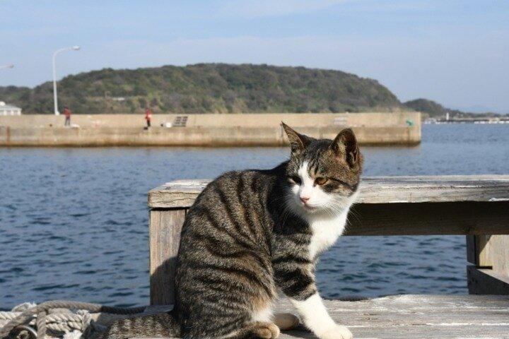 福岡から相島猫島日帰り旅行