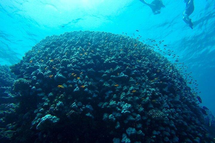 Abu Dabbab Beach Schnorchel Tagesausflug von Marsa Alam
