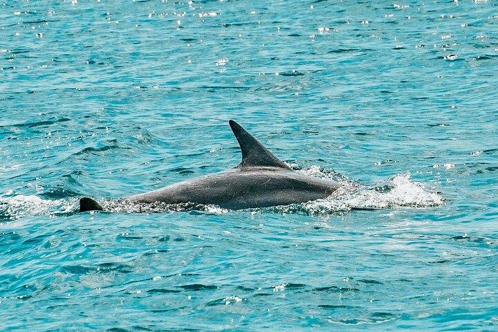 Split: Blue Lagoon & 3 Island Cruise com vinho e snorkeling