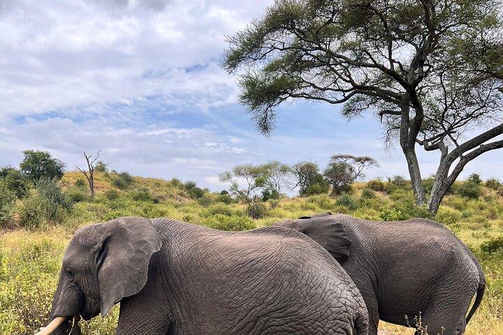 Arusha: 4 dias em Tarangire e Serengeti e Ngorongoro Crater