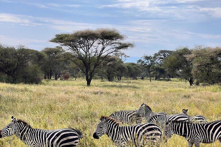 Arusha: 4 dias em Tarangire e Serengeti e Ngorongoro Crater