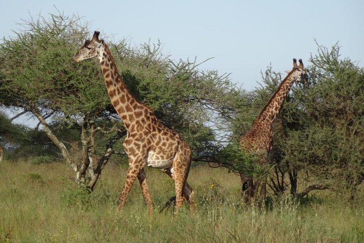 Arusha: 4 dias em Tarangire e Serengeti e Ngorongoro Crater