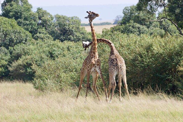 Elky7 días Maasai Mara Nakuru Naivasha Hells Gate Amboseli