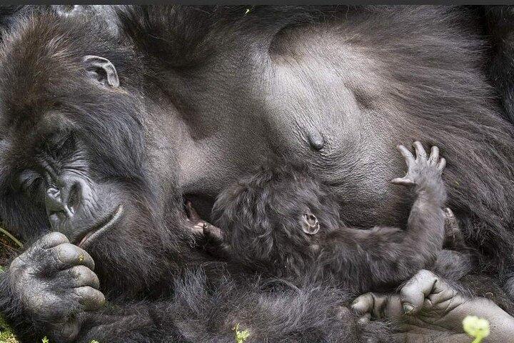 2 Tage Schimpansenjagd im Kibale Nationalpark