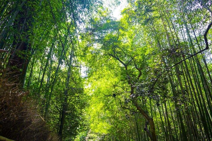 京都観光 : 「 名古屋のフォトジェニックなスポット3選」ランチ付き