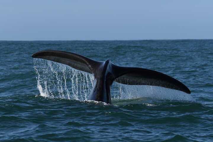 Hermanus Whale Watching Shoreline Activity