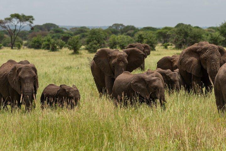 Hoteller i nærheden af Manyara, Ngorongoro & Tarangire Big 5