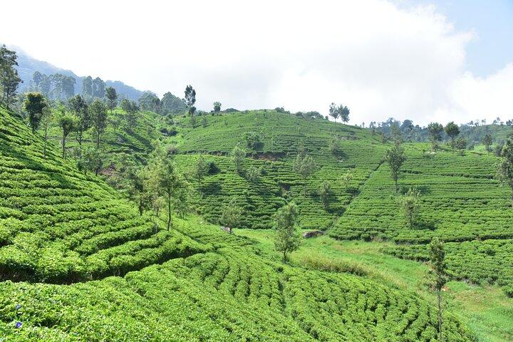Essence du Sri Lanka Excursion de 8 jours avec Gotrex Tours