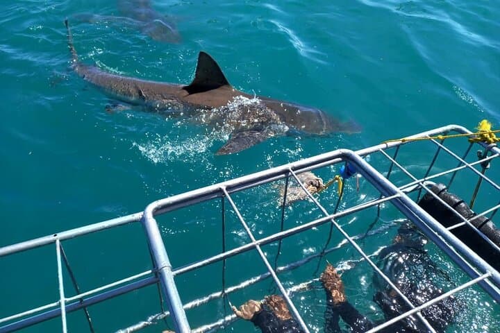 Gansbaai Shark Cage Diving with surface air available on request