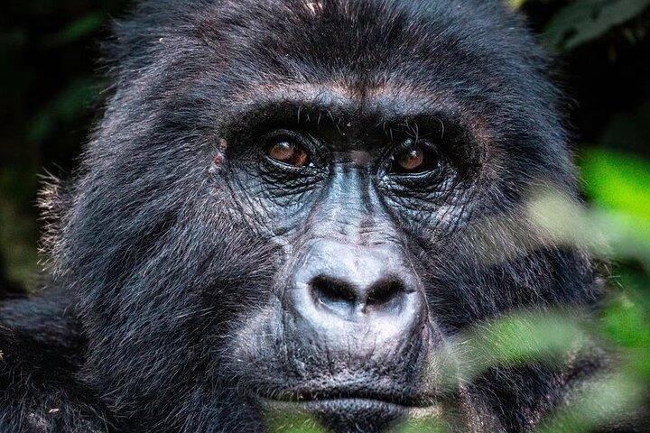 1 giorno Uganda Gorilla Trekking al Parco Nazionale di Mgahinga