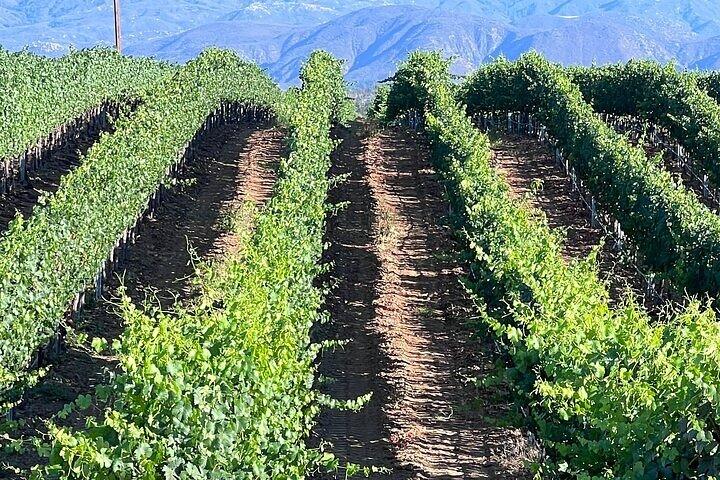 Tour Privado de Vinhos Temecula de Irvine
