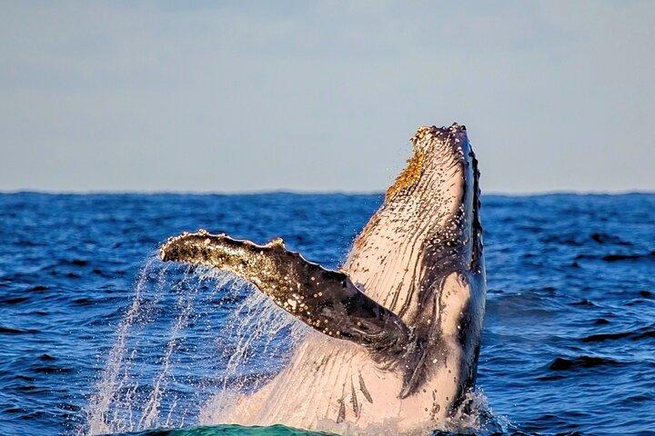 Elite Whale Watching Tour, experimentando a natureza!