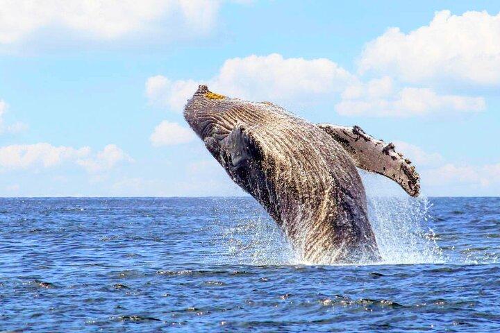 Elite Whale Watching Tour, experimentando a natureza!