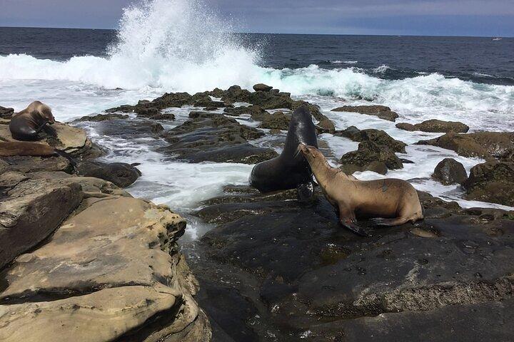 Excursão de dia inteiro em SD privado do centro de San Diego