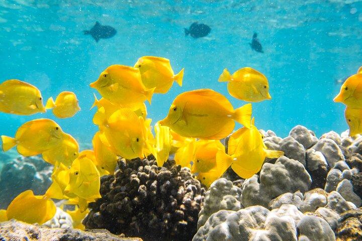 ハワイ島キャプテンクックのケアラケクア湾で少人数シュノーケリング