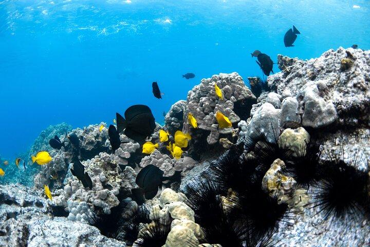 ハワイ島キャプテンクックのケアラケクア湾で少人数シュノーケリング
