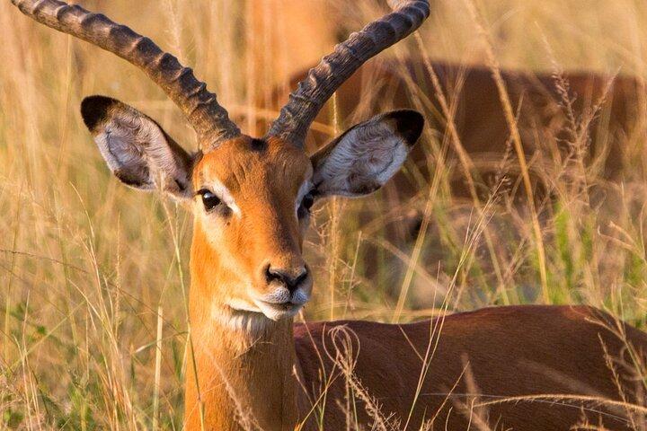 One Day Akagera National Park Big Five Safari