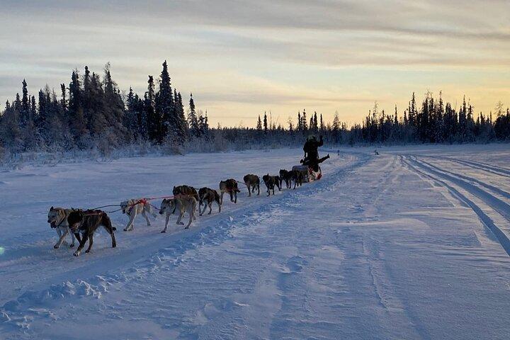 Traditional Dog Sledding Adventure in Yellowknife