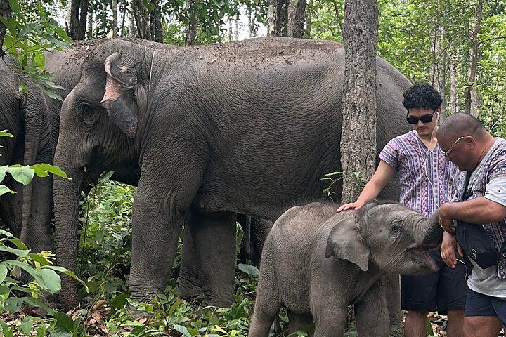 Chiang Mai Halbtagestour: Doi Inthanon Elephant Sanctuary