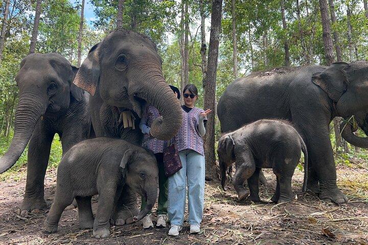 Chiang Mai 1dagstur: Elephant Sanctuary, konge og dronning pagode, vandfald