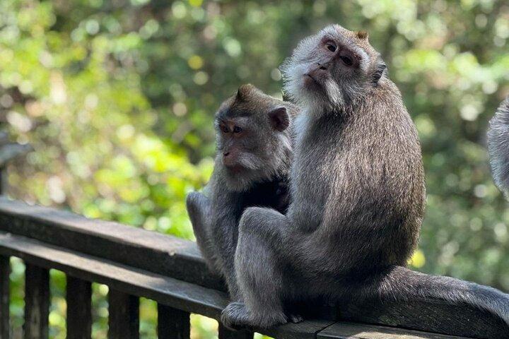 Hoteller i nærheden af Ubud Monkey Forest, Rice Terrace og Tanah Lot Sunset Tour
