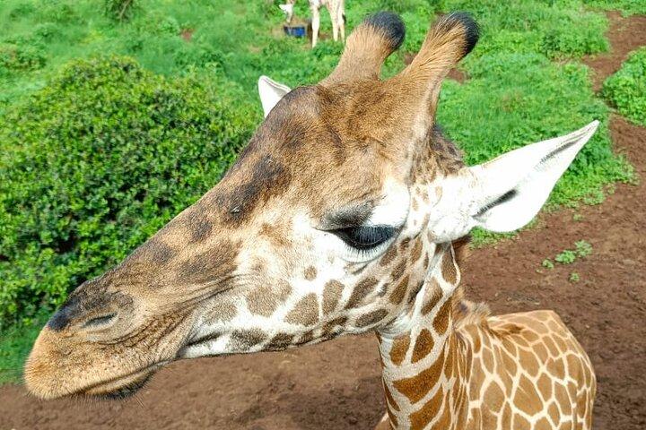 Excursão de um dia ao Girafa Center e Museu Karen Blixen