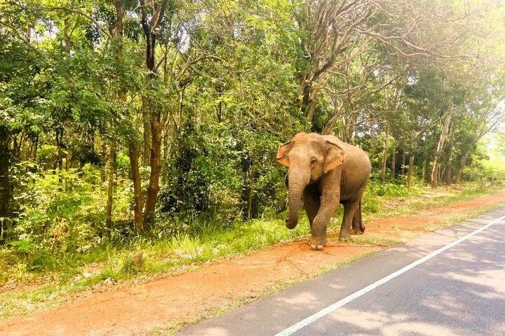 Exotic Sri Lanka Colombo City and Hill Country tour 4Nights 5Days