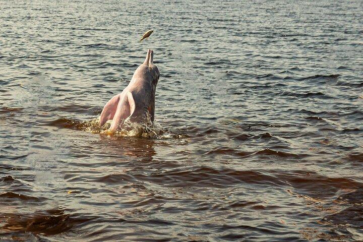 Amazonas-Dschungeltour ab Iquitos (3 Tage)