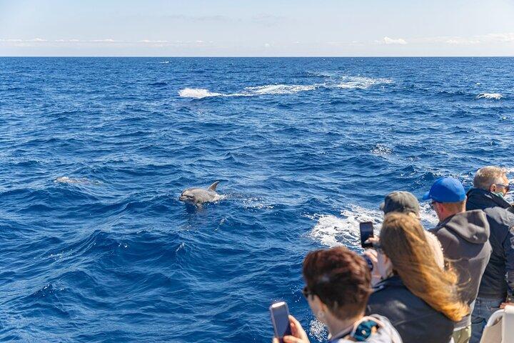 Delfin eventyr: Hurtig båd delfinovervågning på Mallorca