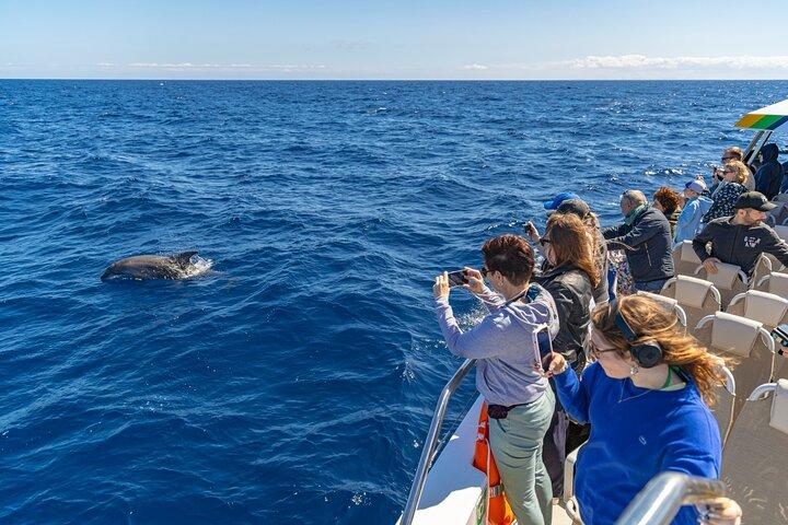 Delfin eventyr: Hurtig båd delfinovervågning på Mallorca
